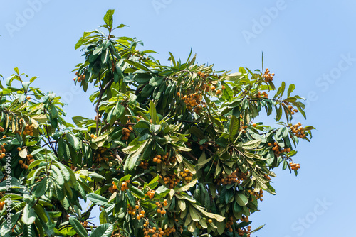 Canvastavla Ripe loquat fruit clusters on a tree against blue sky