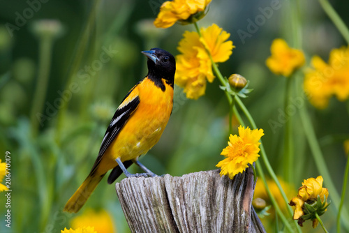 Fotografía 01611-08213 Baltimore Oriole (Icterus galbula) female on post near Lance-leaved Coreopsis (Coreopsis lanceolata) Marion Co