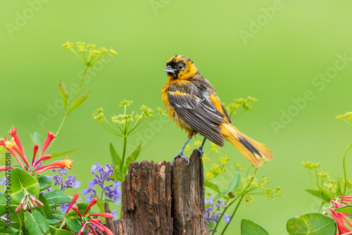 Konstfotografi 01611-10013 Baltimore Oriole (Icterus galbula) female on fence post near flower garden Marion Co
