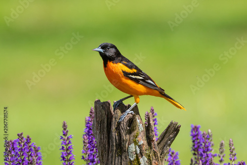 Foto 01611-10017 Baltimore Oriole (Icterus galbula) male on fence post near flower garden Marion Co