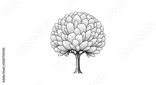 Φωτογραφία Detailed black and white sketch of a round lush tree with many leaves and a sturdy trunk stands on a white background
