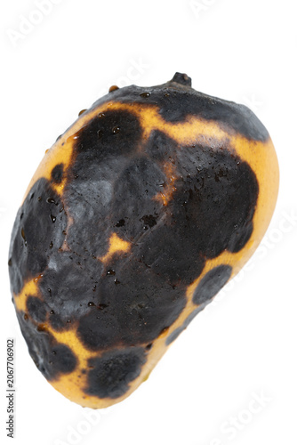 top view badly rotten mango on white