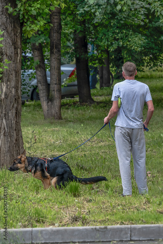 A man walks with a dog in a city park on a summer day