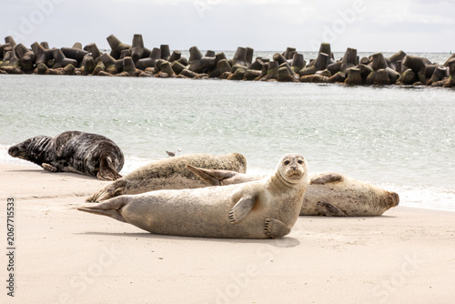 Grey Seal Looking at Camera on North Sea Beach with Breakwater