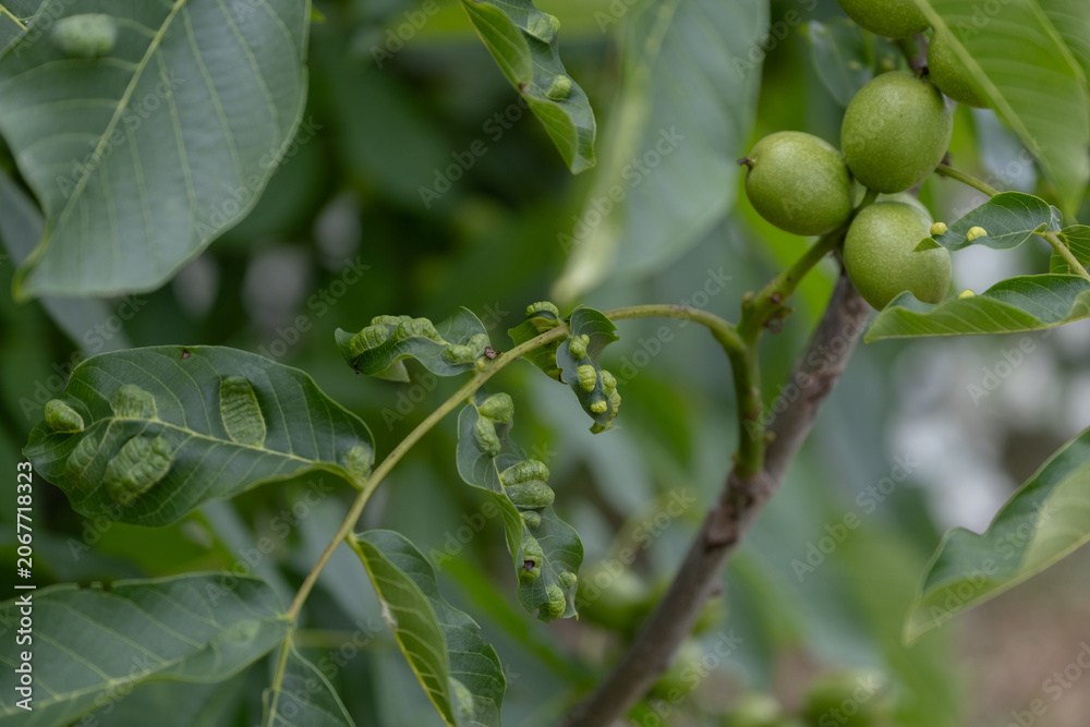 Fototapeta premium Gall Mite Damage on Walnut Leaves and Shoots Near Developing Nuts