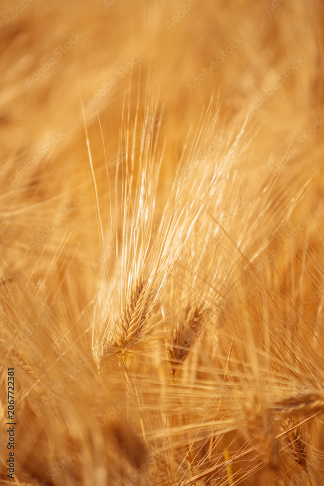 Fototapeta premium Golden barley ears growing in fertile farmland under natural conditions. Commercial agriculture, cereal cultivation, agribusiness and sustainable food production.