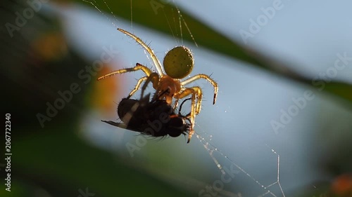 spider web predator close up