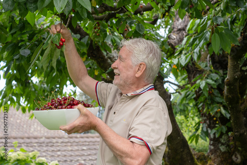 Fotografía Senior adult man happily harvesting fresh red cherries from a cherry tree in his