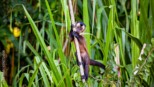 Photography A hooded capuchin monkey in the Amazon Basin near Rurrenabaque, Bolivia (Sapajus