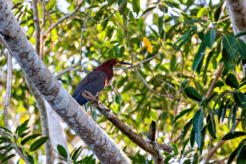 Canvastavla A marbled heron in the Amazon Basin near Rurrenabaque, Bolivia (Tigrisoma lineat