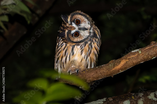 Striped owl
