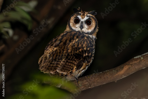 Striped Owl