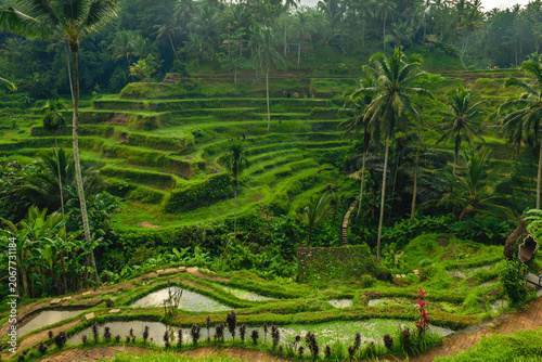 Fotografía Tegallalang Rice Terrace, a series of arranged paddies in Ubud, Bali, Indonesia