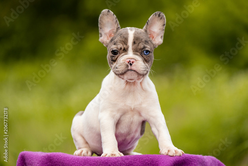 Fotografie Unique merle French Bulldog puppy with one blue eye sits outdoors