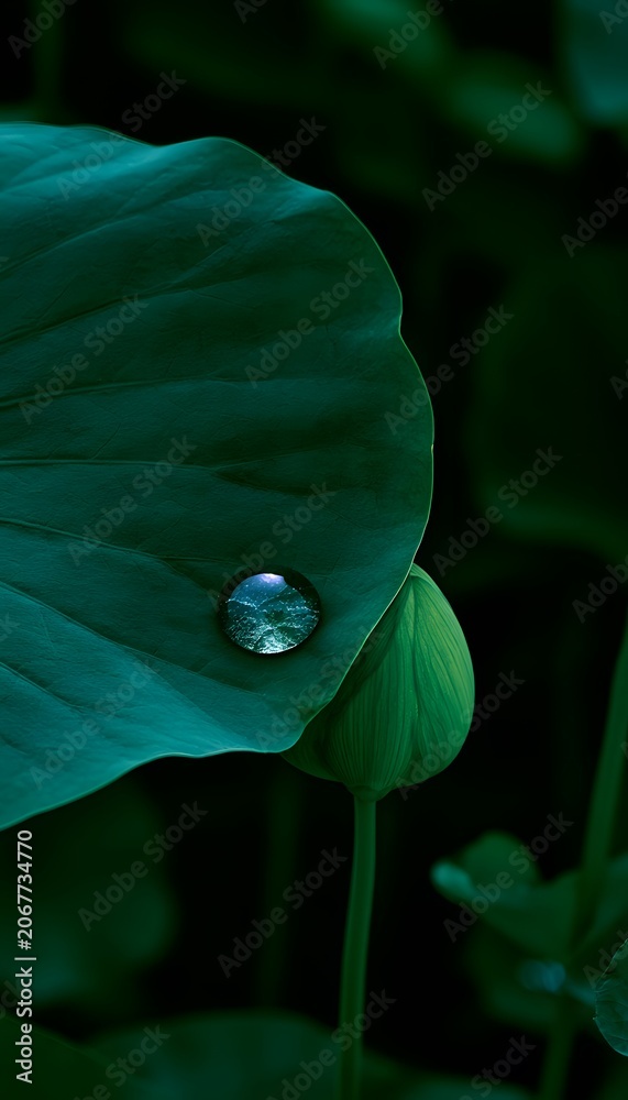 Obraz premium Morning light reflects in a dewdrop on a lotus leaf serene nature photography