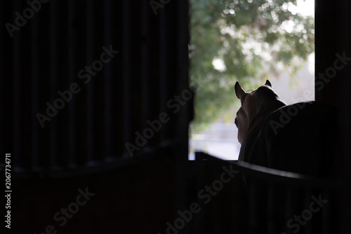 Horse Standing in Stable Doorway Looking Outside