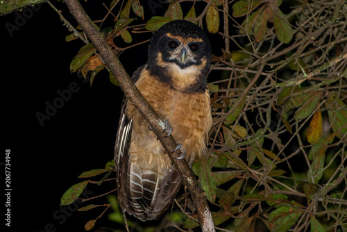 Pulsatrix koeniswaldiana 