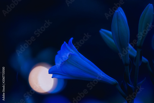 暗闇に浮かび上がる神秘的なユリの花と光のボケ