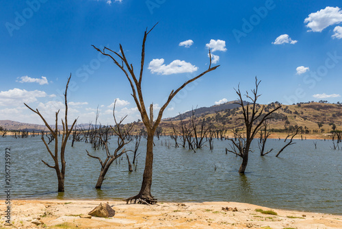 Dead barren trees in the Murray River at Hume Dam featuring shimmering water and hilly countryside on a bright sunny day, Victoria, Australia