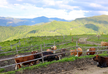 Dairy cows on a farm in mountains. Open air farm with dairy cows. Organic food concept. Happy cows outside close up. Real photo dairy farm outside.