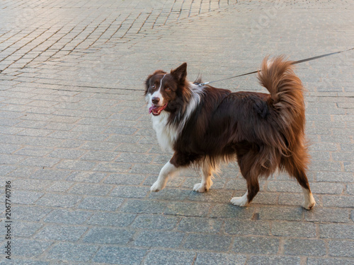 Fényképezés Adult Border Collie with long red and white coat walking on a leash across a stone-paved promenade