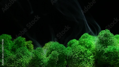 Green moss plants on black background with smoke