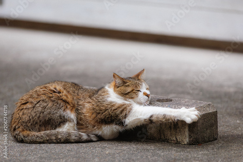 野良猫