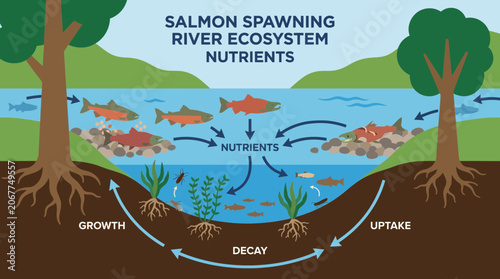 Bild auf Leinwand Salmon Spawning River Ecosystem Nutrient Cycle