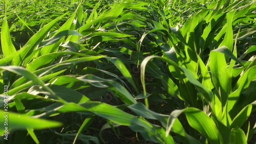 Leaves of corn plants on a field moving beautifully in the wind. Moving slowly through the rows of cultivated land. A sunny agricultural scene in beautiful slow motion. 