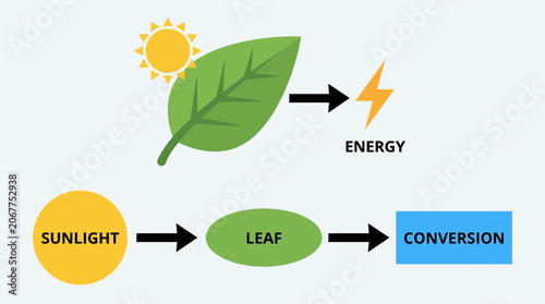 Tableau sur toile Photosynthesis Leaf Sunlight Energy Conversion