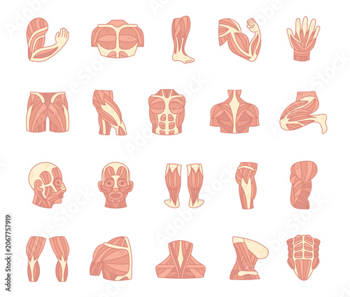 Muscles body anatomy set featuring biceps triceps shoulders forearms hands chest abdomen back neck thighs calves gluteus profiles physiology