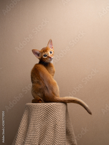Photos cute abyssinian kitten portrait on brown background