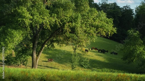 Beautiful sunny pasture with cows and calves grazing on the green grass in the shade of magnificent old trees 