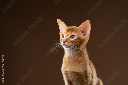 Obraz na płótnie abyssinian kitten studio portrait on brown background