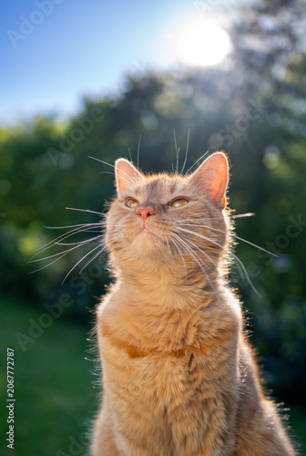 orange cat sitting outdoors in sunny garden