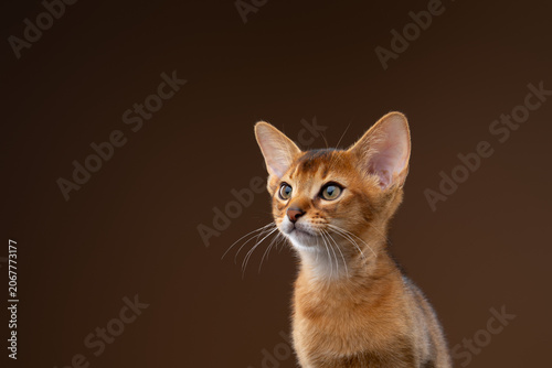 Quadro su tela abyssinian kitten studio portrait on brown background
