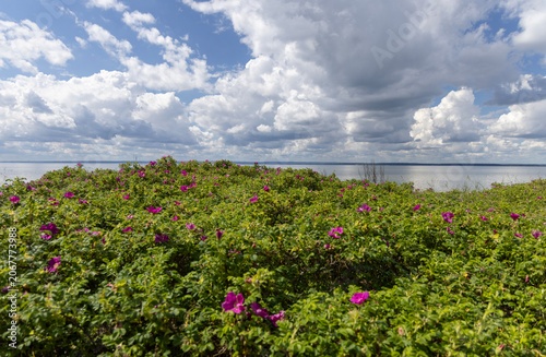 Blooming wild rose bushes in foreground with calm Baltic Sea and cloudy sky on Hel Peninsula, Poland.