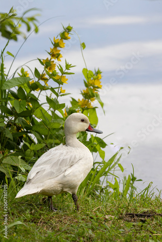 White duck Silver Bahama Pintail standing on lakeshore with yellow flowers looking over calm water wildlife portrait