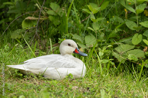 White duck Silver Bahama Pintail standing on lakeshore with yellow flowers looking over calm water wildlife portrait