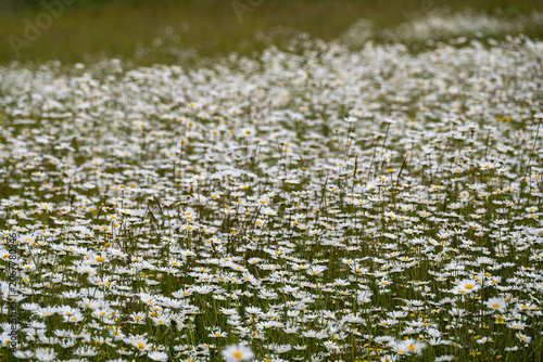 field of ox eye daisies leucanthemum vulgare,