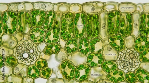Cross section of leaf tissue showing palisade cells and chloroplasts under light microscope revealing biological internal structures for educational scientific study.