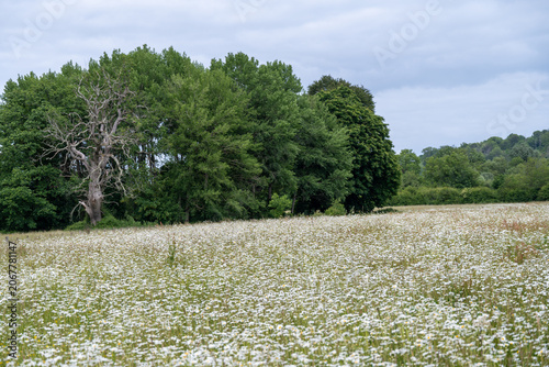 field filled with ox eye daisies leucanthemum vulgare,