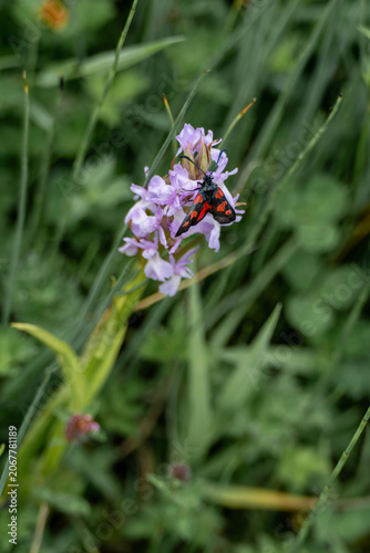 narrow bordered five spot burnet moth  zygaena lonicerae resting an an early marsh orchid dactylorhiza incarnata