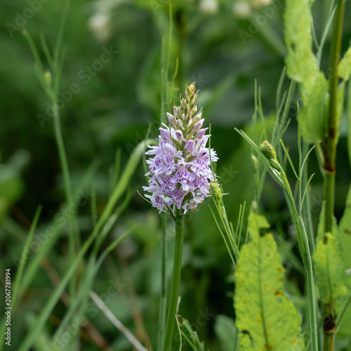 close up of The Common Spotted orchid the county flower of West Lothian