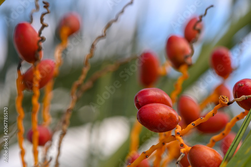 Canvas Print Vibrant red fruits dangle from delicate branches under a bright blue sky in a su