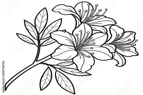coloring page line art the mock azalea flower black vector
