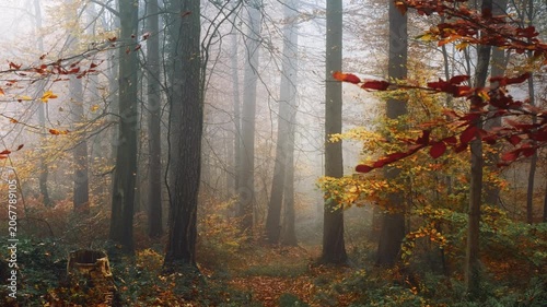 Moving through the trees of a misty forest in autumn. Fog and fall foliage create a magical atmosphere in this colorful landscape. 