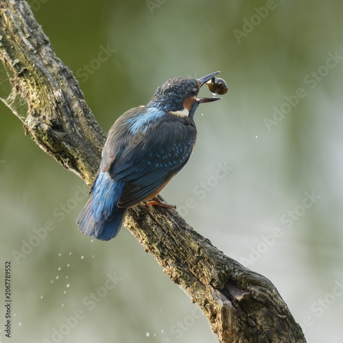Kingfisher (Alcedo atthis) sitting on an old branch, perch, with tadpole prey in its beak, Lower Saxony, Germany