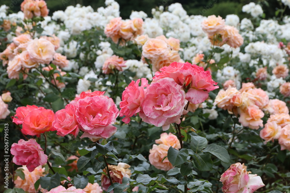 Obraz premium 川崎の生田緑地公園、春の薔薇園。フラワー ガール。