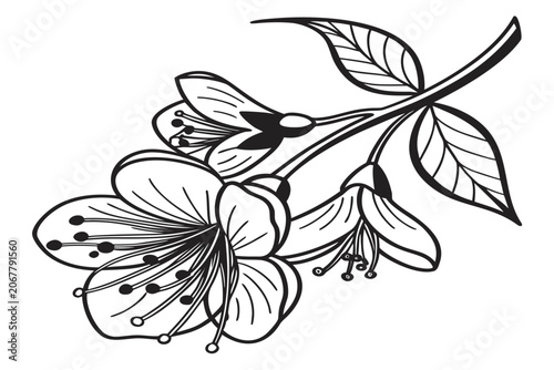 coloring page line art the moon daisy flower black vector
